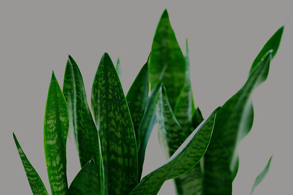 How to Propagate Snake Plant with Leaf Cut
