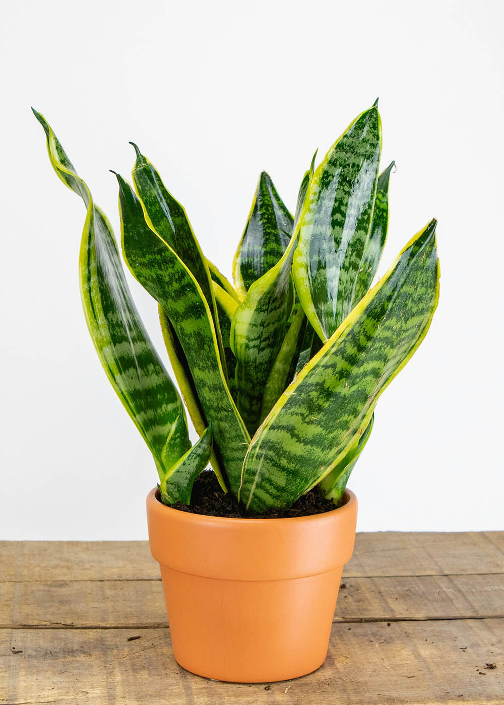 Snake Plant Care