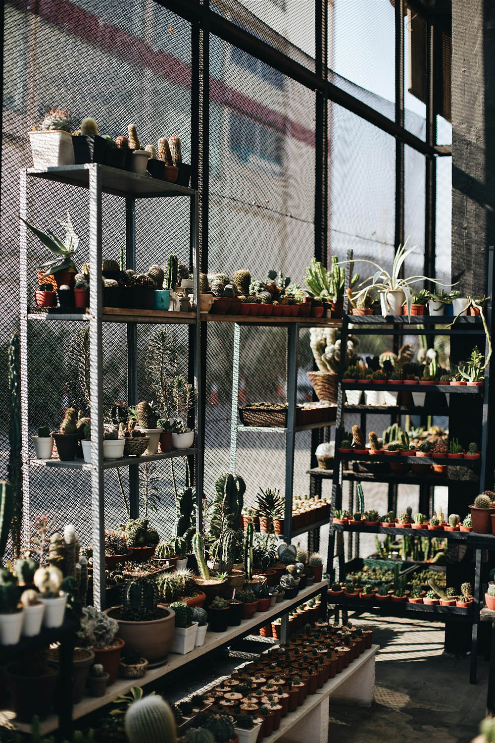 Types of Succulents Plants